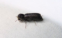 Amphicerus bicaudatus