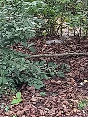 Sciurus carolinensis