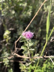 Lepidaploa proctorii