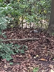 Sciurus carolinensis