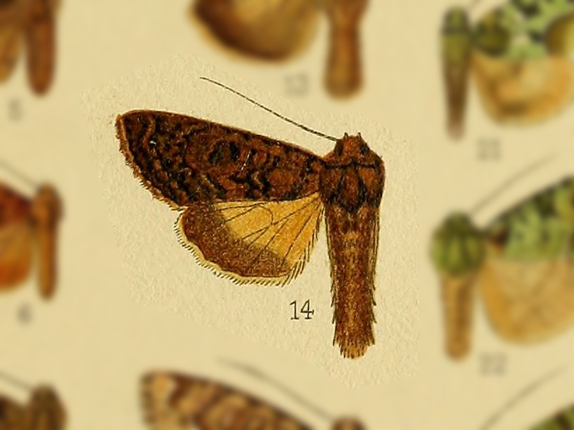 Triphaenopsis indica