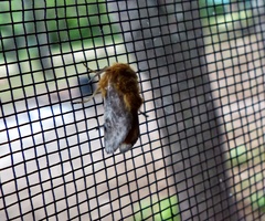 Megalopyge vulpina