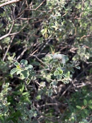 Lepidaploa proctorii