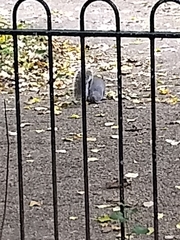 Sciurus carolinensis