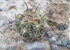 Coryphantha cornifera