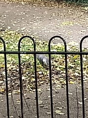 Sciurus carolinensis