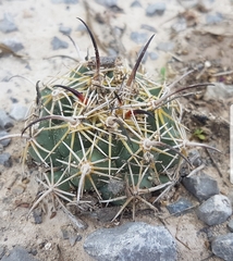 Coryphantha cornifera
