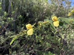 Chamaecrista glandulosa swartzii