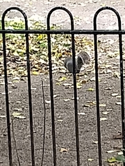 Sciurus carolinensis