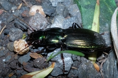 Megadromus capito