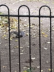 Sciurus carolinensis