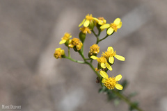 Cineraria erodioides