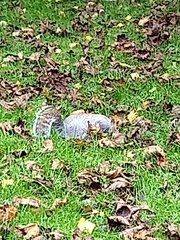 Sciurus carolinensis