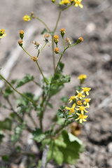 Cineraria erodioides