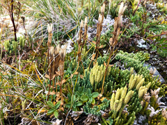 Gentiana glauca