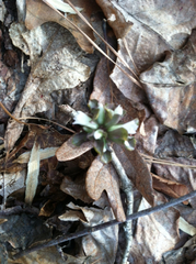Obolaria virginica