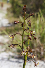 Eulophia bolusii