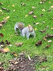 Sciurus carolinensis