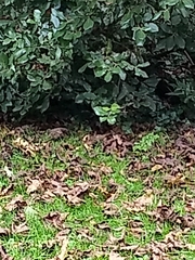 Sciurus carolinensis