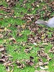 Sciurus carolinensis