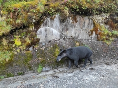 Tapirus pinchaque