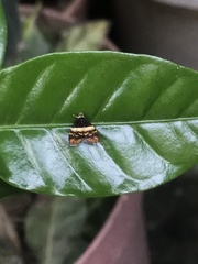 Choreutis xanthogramma