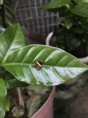 Choreutis xanthogramma