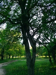 Phyllanthus chacoensis