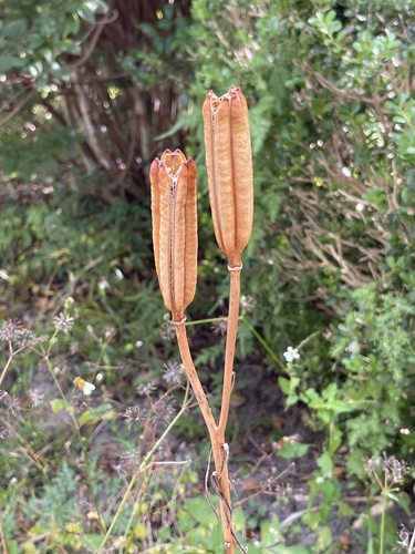 Lilium philippinense, photograph 3