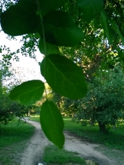 Phyllanthus chacoensis