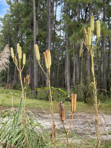 Lilium philippinense, photograph 4