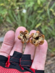 Lilium philippinense