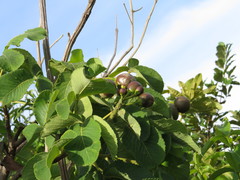 Caryocar brasiliense