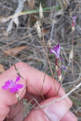 Dianthus polymorphus
