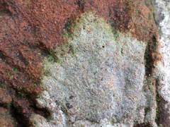 Lecidella scabra