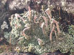 Cladonia pocillum