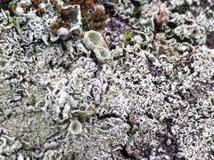 Cladonia conista