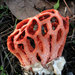 Red-cage Fungus - Photo (c) Dave Gough, some rights reserved (CC BY)