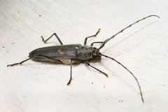 Knulliana cincta cincta