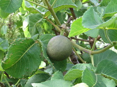 Caryocar brasiliense