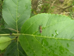 Neocorynura