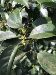 Ilex uraiensis