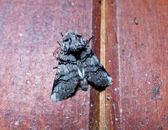 Corania pedrana