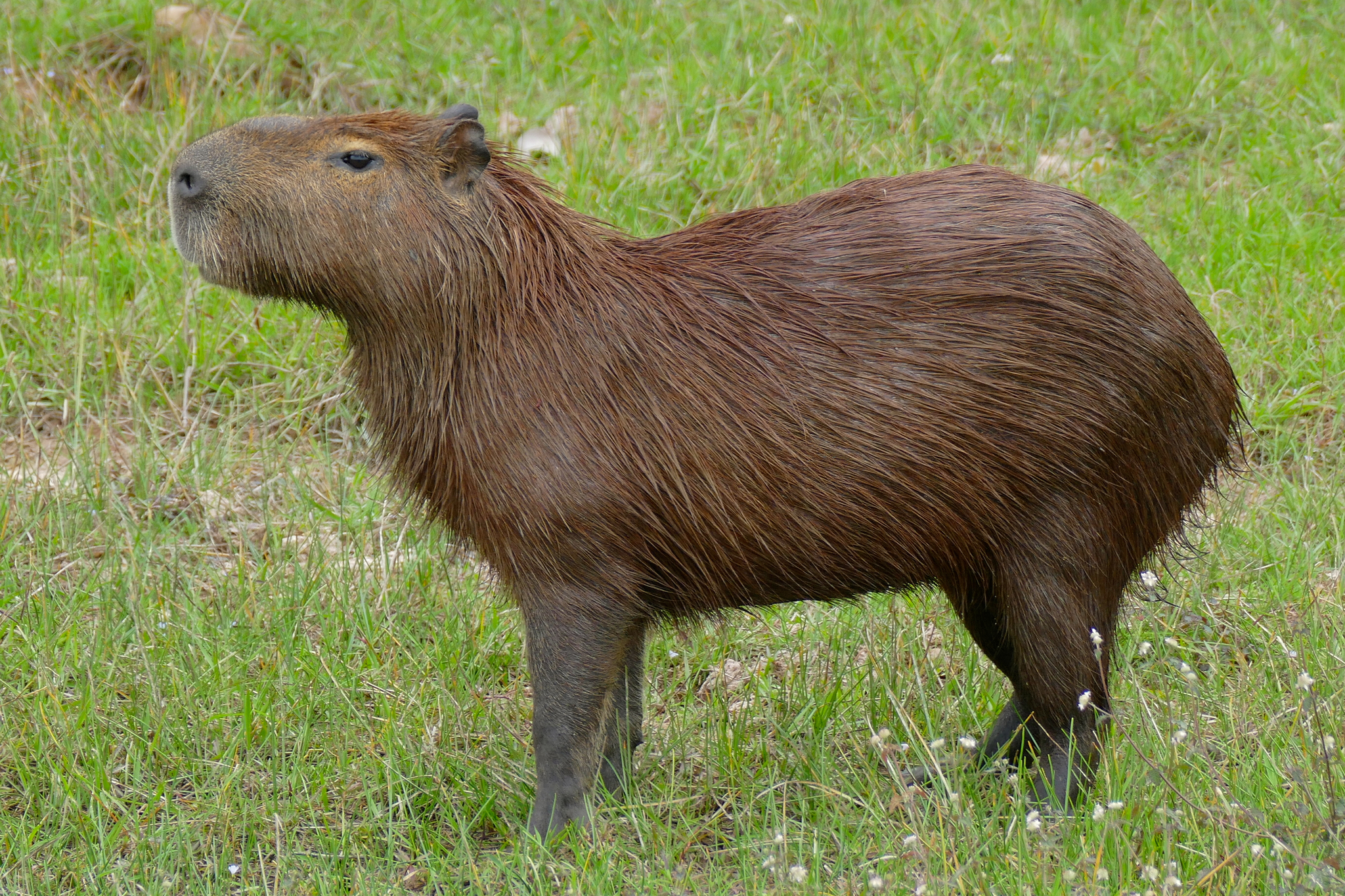 Chigüire (Hydrochoerus hydrochaeris) · Naturalista Costa Rica