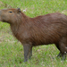 Capybara - Photo (c) Bernard DUPONT, some rights reserved (CC BY-SA)