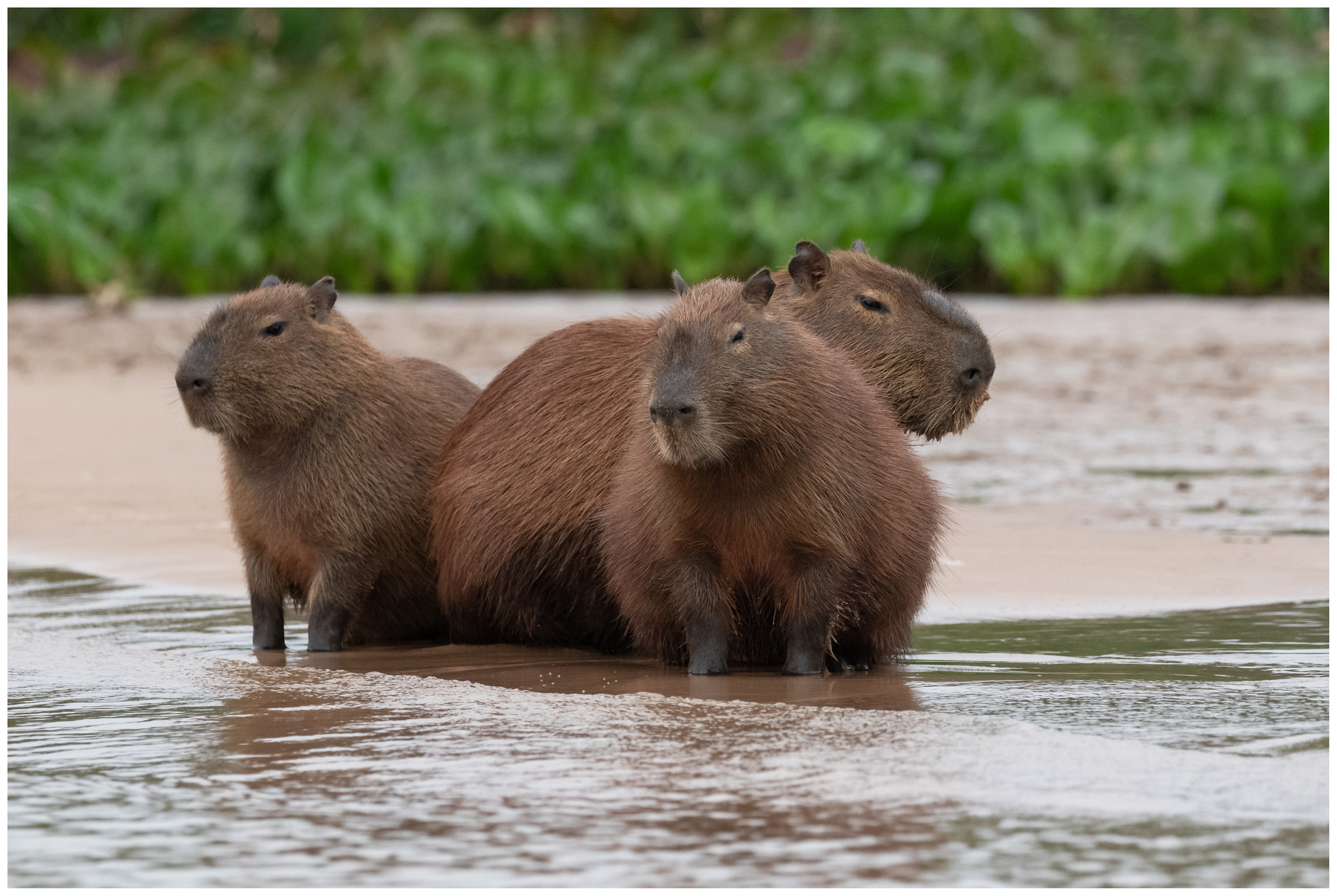 Capivara (<em>Hidrochaeris hidrochaeris</em>)