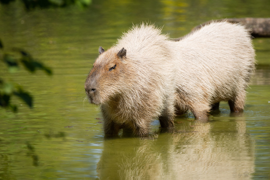 San Diego Zoo - The word capybara means master of the grass and its  scientific name, Hydrochoerus, means water hog because of its love for  water. The capybara, however, is not a