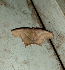 Eutomopepla