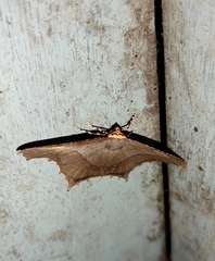 Eutomopepla