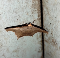 Eutomopepla